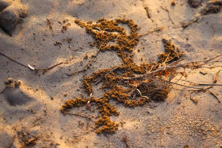 sand texture and pattern for design use with natural light on sand background,の写真素材
