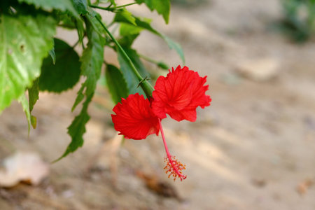 hibiscus flower, copy space shot of hibiscus flower
