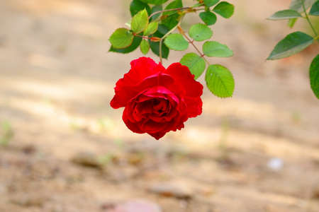 red rose, copy space shot of rose flower on branchの写真素材