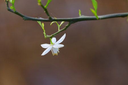 full blooming lemon flower with copy space, close up lemon flowers