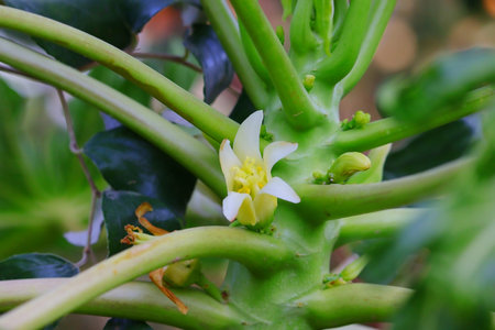 closeup of papaya flower on plant in agriculture farm, papaya tree with flower