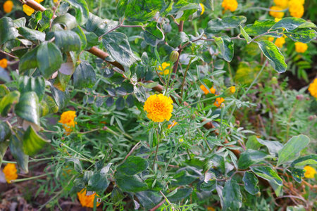 full bloom marigold flower in farm , marigold plant in nature