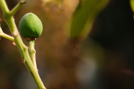 A young green mango full grow on tree with micro shot and out of focus nature background and copy...
