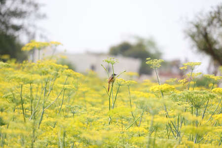 A robin bird sitting on branch of fennel plant in agriculture field in villageの写真素材