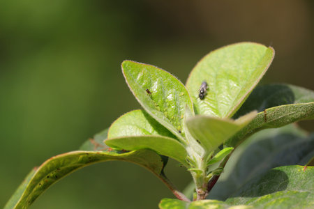 A ant eating green insects or fungus on leaf of apple in garden, concept for gardening