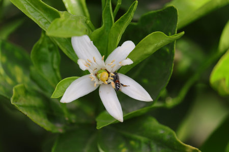 close up of white lemon flower with honeybee gathering pollen in gardenの写真素材