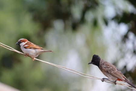 A male house sparrow perched with Dark-caped bulbul on a cable, bird watchingの写真素材