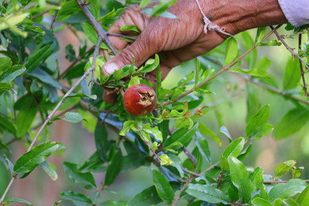 a farmer holding small growing pomegranate fruit with his hand, gardening conceptの写真素材