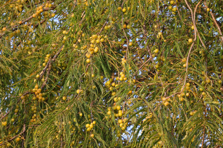 gooseberries fruits growing on amla tree in garden