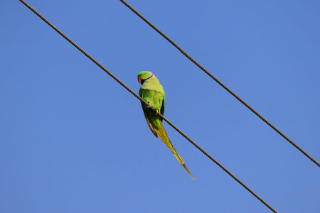 a parrot sitting on wire of electricity against blue sky