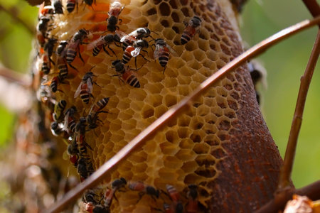 honey bees working together on honey comb