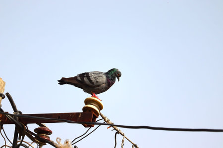 pigeon bird standing on pole of electricity power in eveningの写真素材