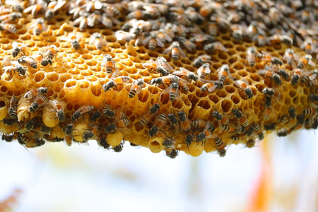 close up of honey bees working on yellow honeycomb with selective focus points backgrounds
