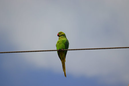 rose ringed parrot perching a wire against cloudy sky, bird watching