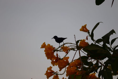 close up of male purple sunbird perching on yellow flowers tree in summer , birds background