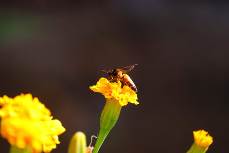 close up of giant honey bee (Apis dorsata) gathering honey from yellow marigold flower in summer,...