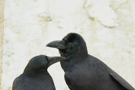 portrait of sitting couple raven outside