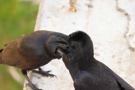 side view portrait of raven crow with defocus backgroundの写真素材