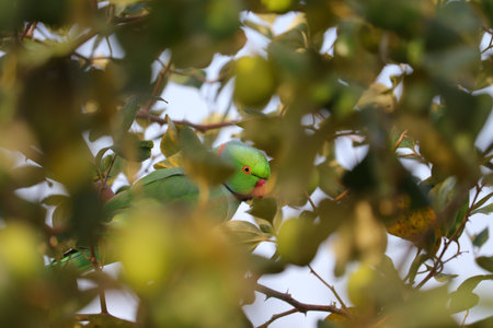 parrot bird and selective focus points background