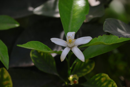 lemon flower grows on plant