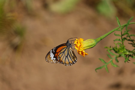 monarch butterfly and copy space backgroundの写真素材