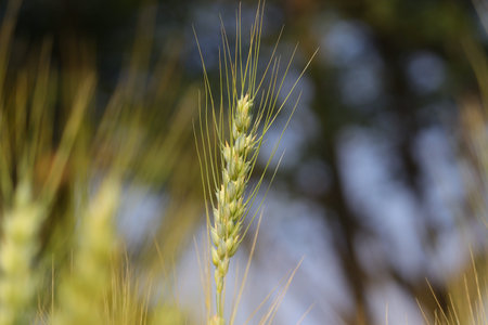 ear of wheat in agriculture field India
