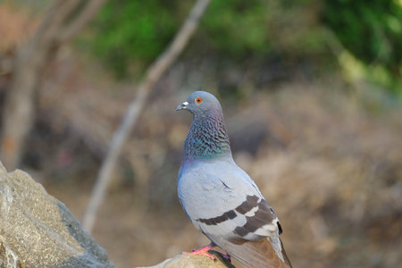 pigeon sitting on the rockの写真素材