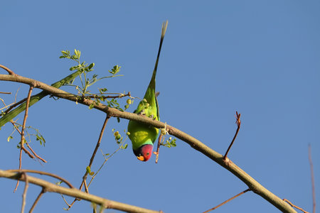 a red headed parrot hanging on branch of tree and blue sky background