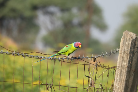 a red headed parrot sitting on net in the agriculture field