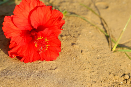 theme of red hibiscus flower on the land background