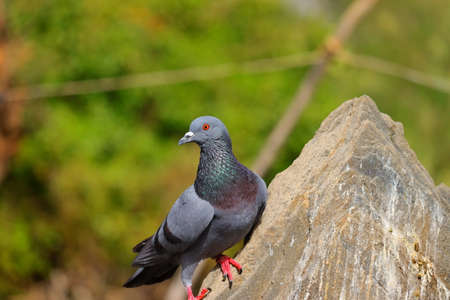 a blue dove bird sitting on rock with defocused green nature backgroundの写真素材