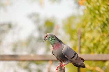a full body pigeon sitting on the grey rockの写真素材