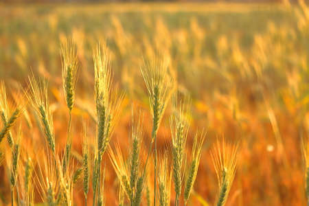 wheat crops standing under golden sunlight in morning sunriseの写真素材