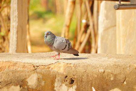 rock pigeon dancing on Roof electric house in villageの写真素材