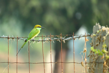 close up of a green yellow bee eater perching on steel net at garden safety