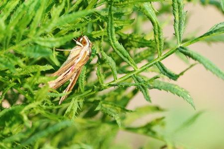 close up of night garden butterfly sitting on marigold plant in the morningの写真素材