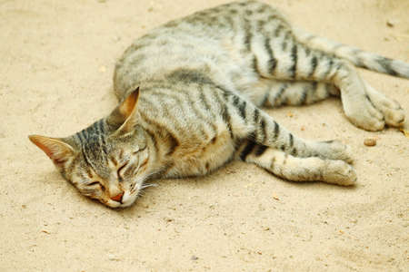 close up of a tried cat laying and sleeping on the land in rajasthan, Indiaの写真素材