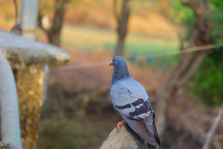 close up of pigeon dove perching on rockの写真素材