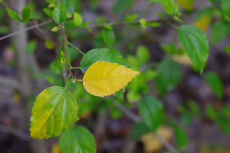 close up yellow autumn leaf of hibiscus flower plant in the gardenの写真素材