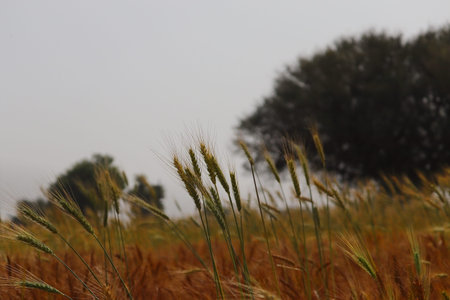 golden ripe ears of organic wheat crops standing in the Indian agriculture field ,INDIA Rajasthanの写真素材