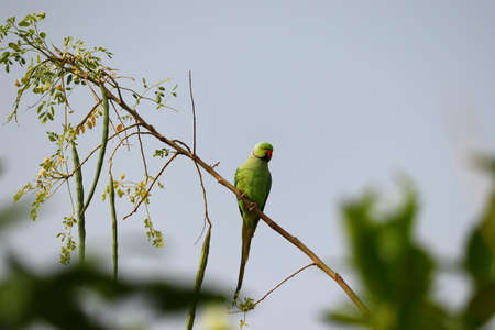 a green young male parrot sitting on the drumstick tree branch in the evening , INDIAの写真素材