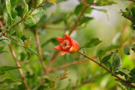 a single red flower of pomegranate on the tree branch in garden fieldの写真素材