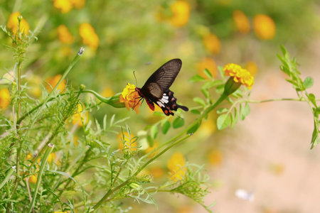 A swallowtail butterfly, black butterfly sucking the juice of marigold flowersの写真素材