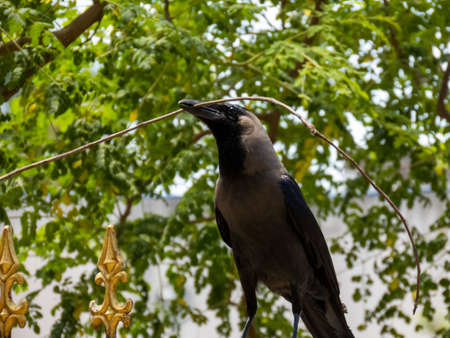 A crow is taking a straw to build its nestの写真素材