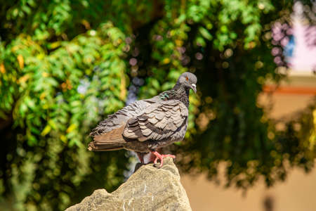 The rock dove with no wings behind escaped after catching the hunterの写真素材