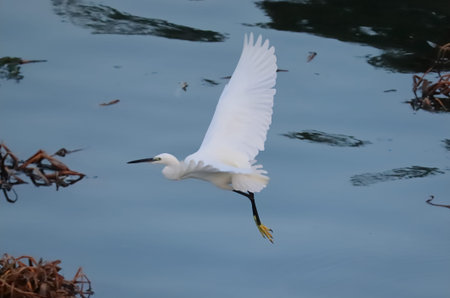 A white heron flying over the lake water, Little egret bird