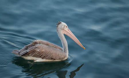 profile view closeup of Brown pelican bird floating in a clear freshwater lakeの写真素材