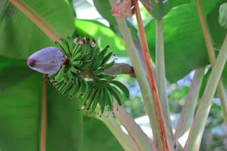 Growing native bananas hanging from trees in the gardenの写真素材