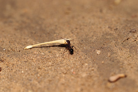 Carrying a black big ant dry leaf, india. concept for Moving food from one place to another, Hard...