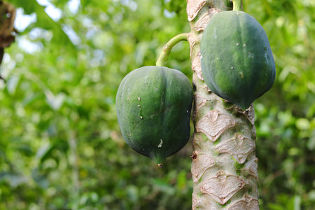 Close-up of green fresh unripe papaya fruits hanging on tree in the field